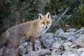 Red fox (Vulpes vulpes)